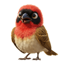 Felix